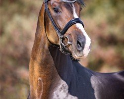 stallion Fiancé (KWPN (Royal Dutch Sporthorse), 2018, from Foundation 2)