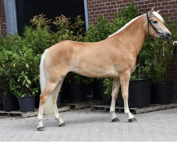 Zuchtstute Jitske van 't Loo (Haflinger, 2020, von Adlerfels Hu-Z)