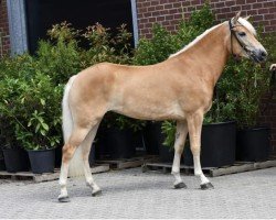 broodmare Jitske van 't Loo (Haflinger, 2020, from Adlerfels Hu-Z)