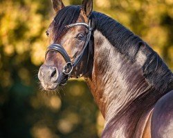 stallion Fidelity (Oldenburg, 2016, from Fiderdance)