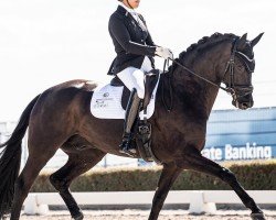 stallion Del Re 3 (German Sport Horse, 2016, from De Kooning)