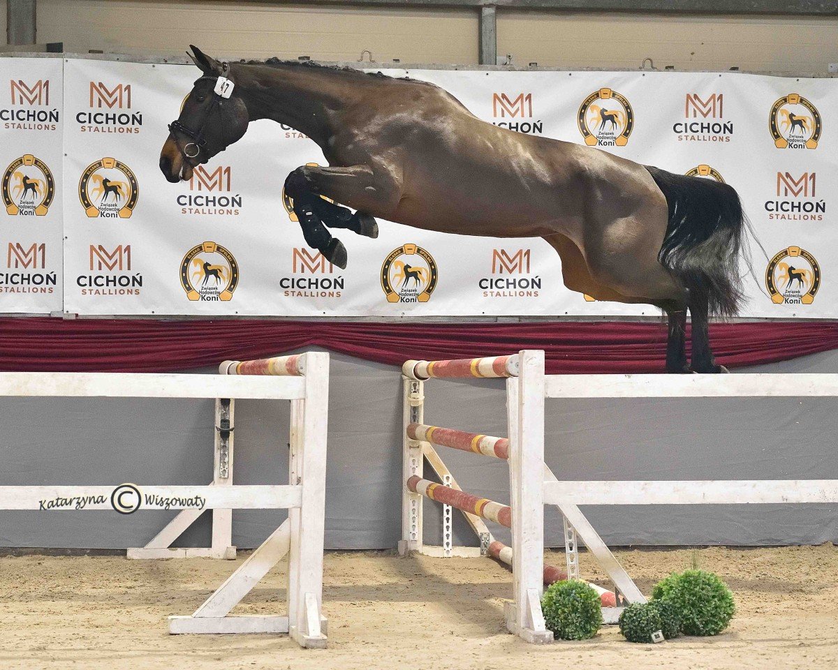 jumper Nixoderia EM (Westphalian, 2021, from Nixon van 't Meulenhof)