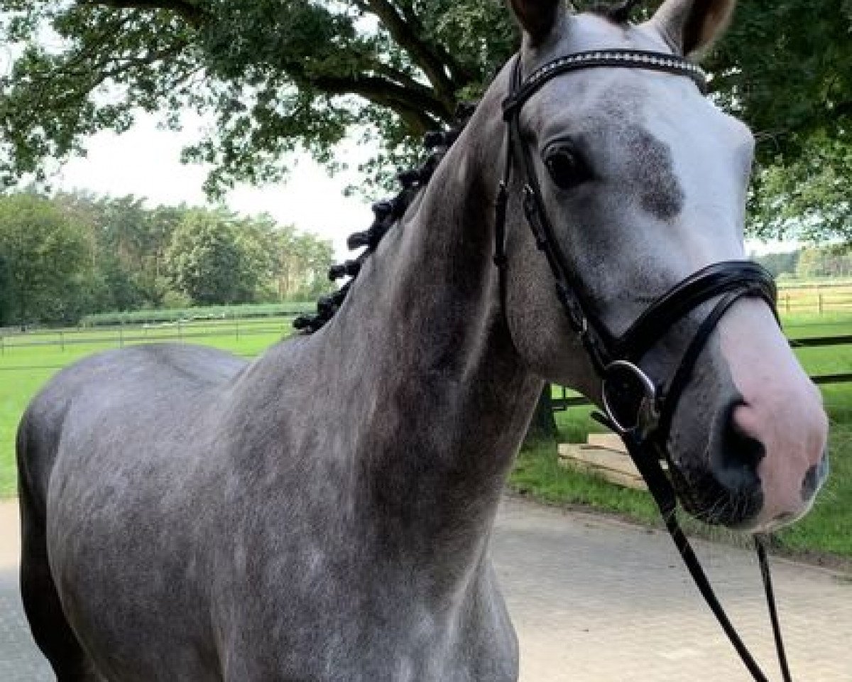 dressage horse Belantain (German Sport Horse, 2018, from Belami 247 FIN)