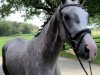 dressage horse Belantain (German Sport Horse, 2018, from Belami)