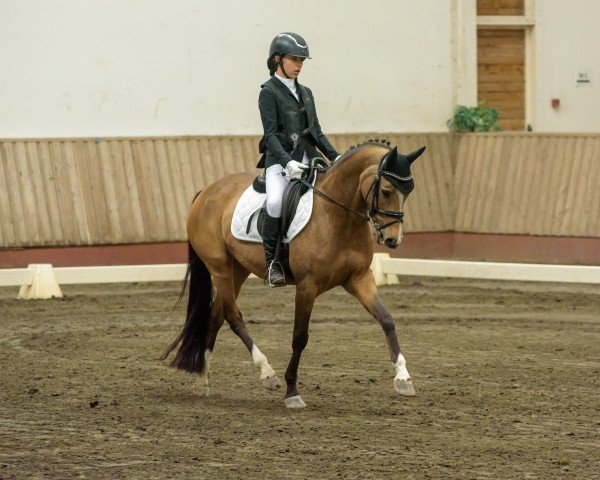 dressage horse Ninniefeh (German Riding Pony, 2014, from FS Champion de Luxe)