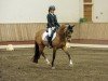 dressage horse Ninniefeh (German Riding Pony, 2014, from FS Champion de Luxe)