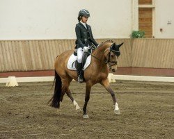 Dressurpferd Ninniefeh (Deutsches Reitpony, 2014, von FS Champion de Luxe)