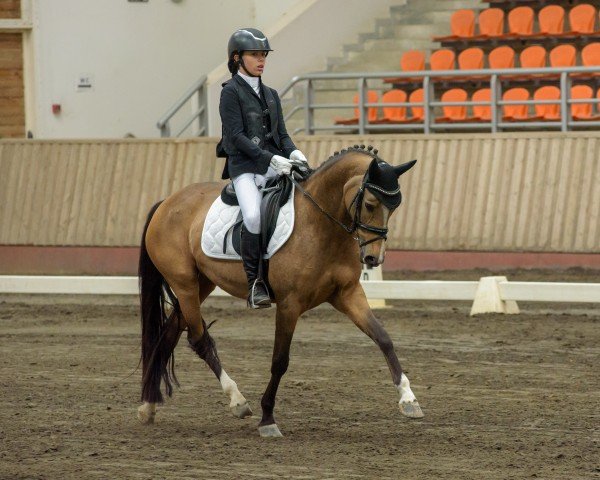 Dressurpferd Ninniefeh (Deutsches Reitpony, 2014, von FS Champion de Luxe)