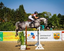 broodmare Chades of Grey (Hanoverian, 2012, from Contendro I)