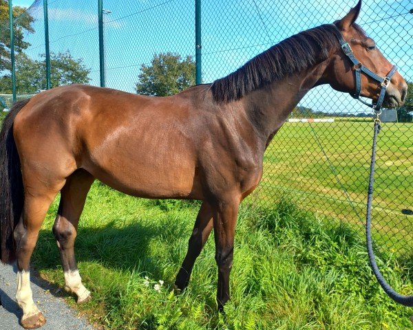 dressage horse Dreamworld (Oldenburg, 2021, from De Royal)