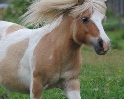 Zuchtstute Amelie (Shetland Pony, 2012, von Ambitie van de Zandkamp)