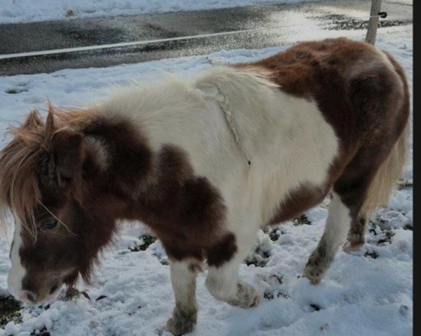 Zuchtstute Camilla vom Teisenberg (Shetland Pony (unter 87 cm), 2010, von Don Camilo)