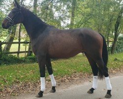 dressage horse Cosmido (German Riding Pony, 2021, from Cosmopolitan NRW)