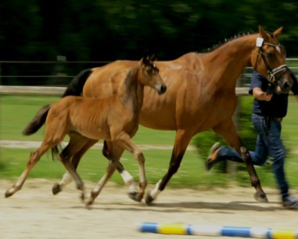 foal by Fleur (German Sport Horse, 2024, from Toto Gold)