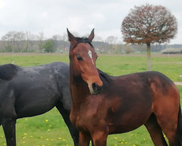 Springpferd Carlchen (Deutsches Sportpferd, 2020, von Casiro I)