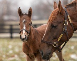 foal by Stute von Into Mischief xx (Thoroughbred, 2025, from Into Mischief xx)