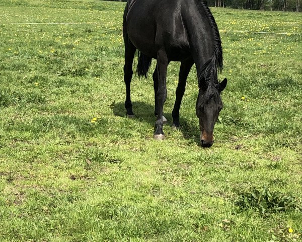 broodmare Rosenstolz Forever (German Sport Horse, 2013, from Rock Forever NRW)