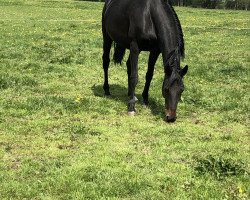 broodmare Rosenstolz Forever (German Sport Horse, 2013, from Rock Forever NRW)