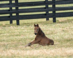 foal by Hengst von Good Magic xx (Thoroughbred, 2025, from Good Magic xx)