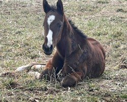 foal by Hengst von American Pharoah xx (Thoroughbred, 2025, from American Pharoah xx)