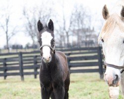 broodmare Wise Memories xx (Thoroughbred, 2018, from Tapit xx)