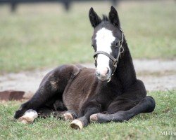 foal by Hengst von Bolt D´oro xx (Thoroughbred, 2025, from Bolt D´oro xx)