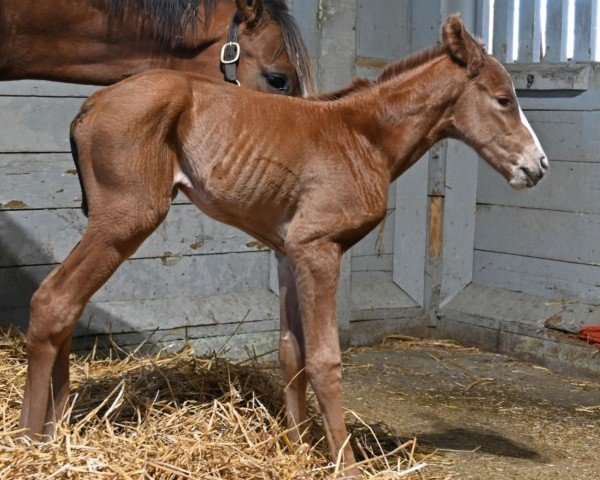 foal by Stute von Mage xx (Thoroughbred, 2025, from Mage xx)