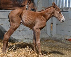 foal by Stute von Mage xx (Thoroughbred, 2025, from Mage xx)