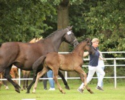 dressage horse Nevermore (German Riding Pony, 2023, from Neverland WE)