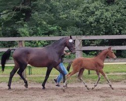 broodmare Lambada 207 (Oldenburg, 2005, from Lambourghini Diablo)