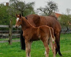 foal by Hengst von Leviathan / Levantino H (Oldenburg, 2024, from Leviathan)