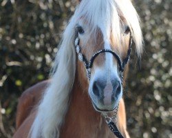 Zuchtstute Lareda (Haflinger, 2007, von liz. 264/T Steinfeder)