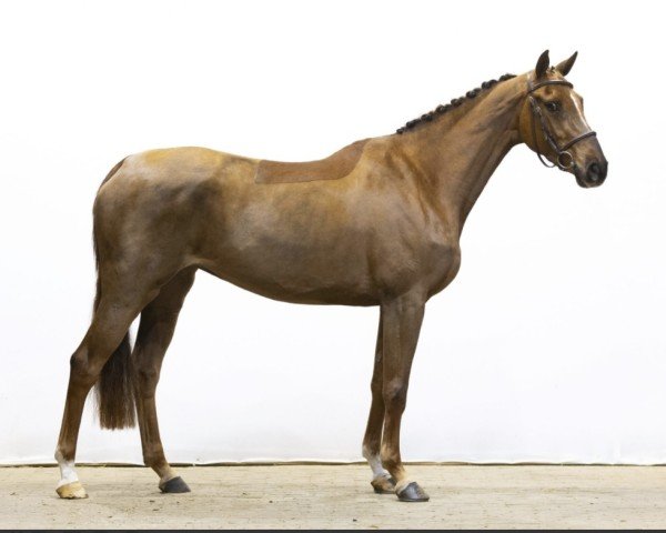 Springpferd My Diamant (Holsteiner, 2020, von Manchester van't Paradijs)