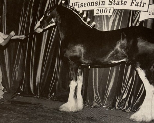 Deckhengst Grandview Eli's Just-In-Step (Clydesdale, 2000, von Armageddon's Lord Elijah)