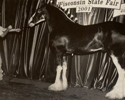 stallion Grandview Eli's Just-In-Step (Clydesdale, 2000, from Armageddon's Lord Elijah)