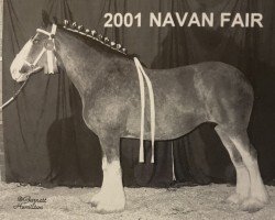 Zuchtstute LaCoulee Magnum Kime (Clydesdale, 1992, von Greendykes Magnum)