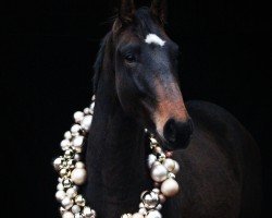 dressage horse Elisson (Westphalian, 2022, from Ellis NRW)