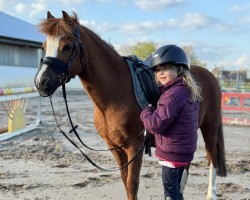 dressage horse Horizon's Nienna (Welsh mountain pony (SEK.A), 2006)