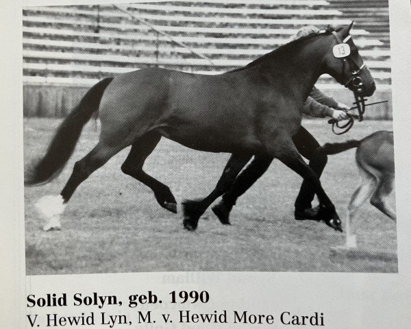 Zuchtstute Solid Solyn -P- (Welsh-Cob (Sek. D), 1990, von Hewid Lyn)