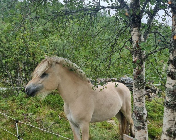 horse Rakne Julio (Fjord Horse, 2020, from Silverjo)