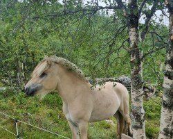 Pferd Rakne Julio (Fjordpferd, 2020, von Silverjo)