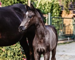 dressage horse Elvis ST (Rhinelander, 2020, from Escamillo)