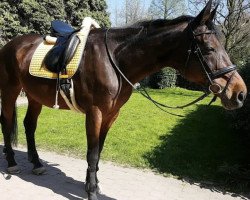 broodmare Calista 9 (Trakehner, 1993, from Ostermond)