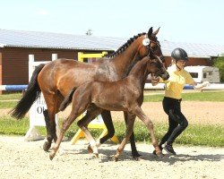 foal by Glambia (Hanoverian, 2024, from Glamourdale)