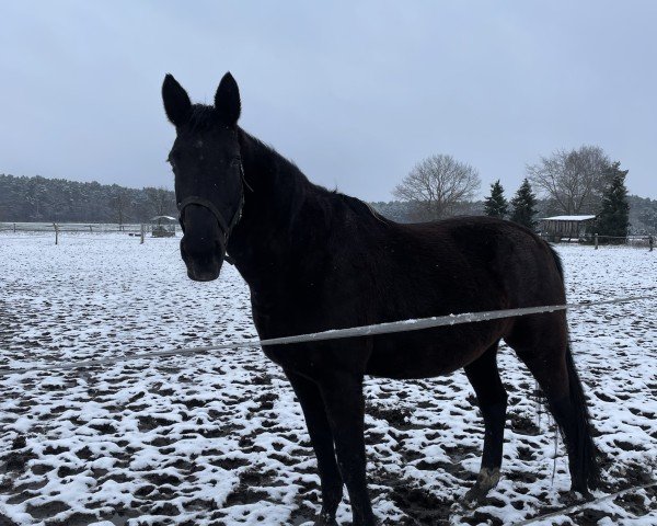 Dressurpferd Alicia (KWPN (Niederländisches Warmblut), 2005, von Jazz)