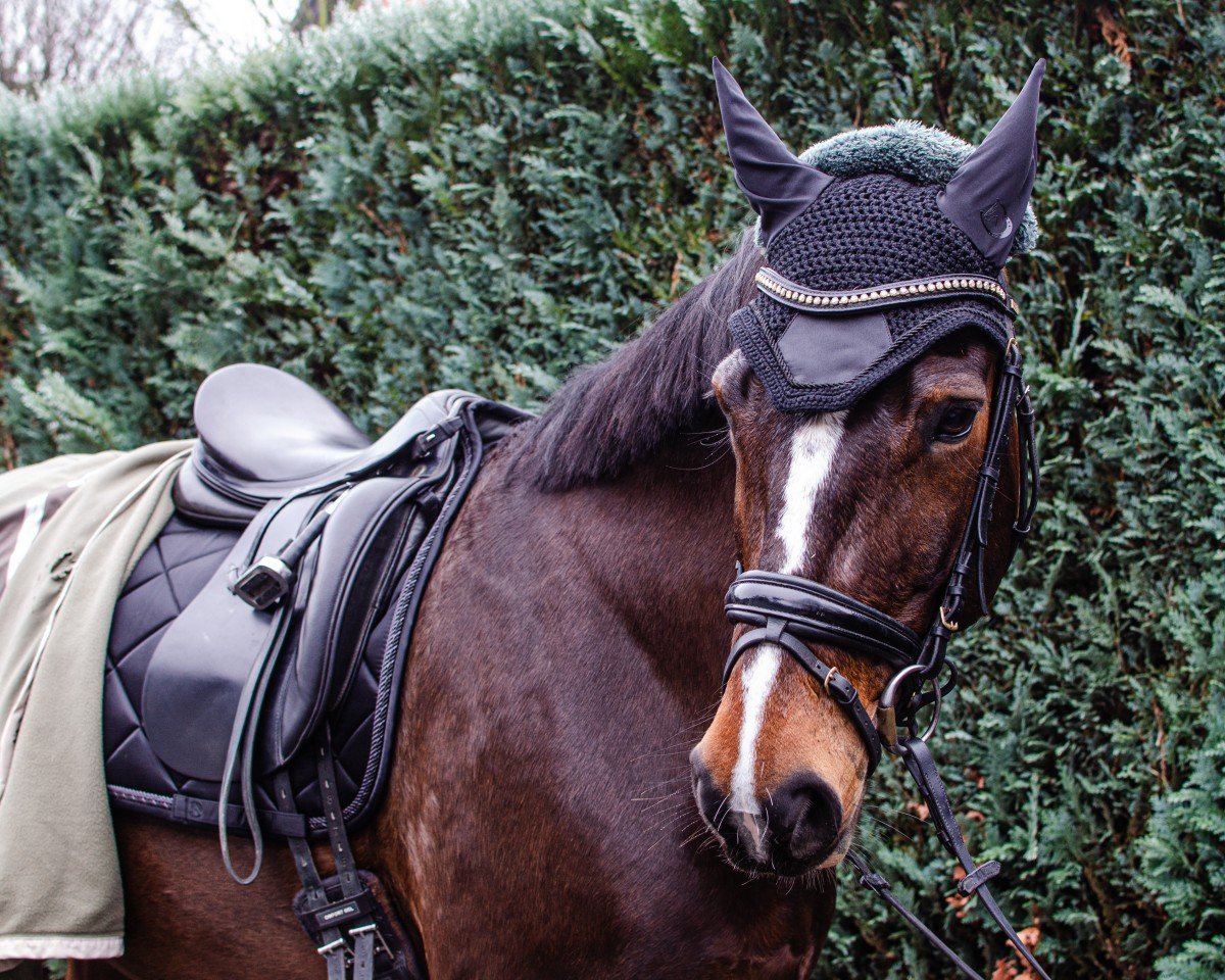 dressage horse Grace 502 (Rhinelander, 2013)