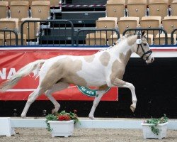 dressage horse Montivo Hoejgaard (German Riding Pony, 2022, from GP Montedo Hoejgard)