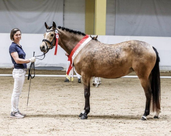 dressage horse De Camillaé H (German Riding Pony, 2021, from Diamonds Showtime)