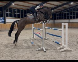 jumper Daiquiri 137 (Zangersheide riding horse, 2017, from Dominator 2000 Z)