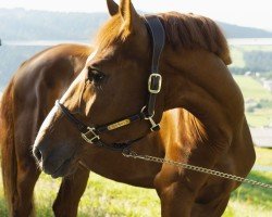 Springpferd Karineo Z (Zangersheide Reitpferd, 2021, von Kassander van het Roosakker)